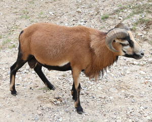 Aries with large curved horns and brown fur