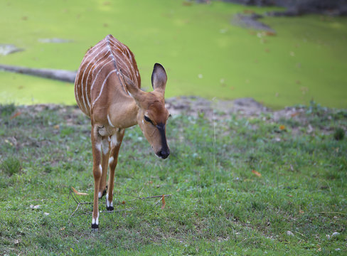 young nyala in the meadow