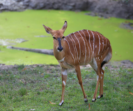 young mammal nyala grazing with brown fur