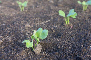 ダイコンの発芽