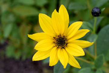 Helianthus pauciflorus, also known as Stiff Sunflower.