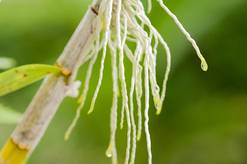 Drop Water on orchid roots