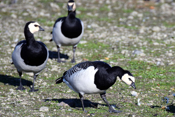 Barnacle geese