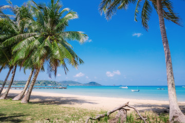 Coconut palm on a tropical beach