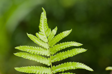Close up detail of  a  Fern