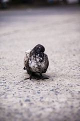 birds