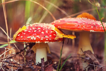 Mushrooms