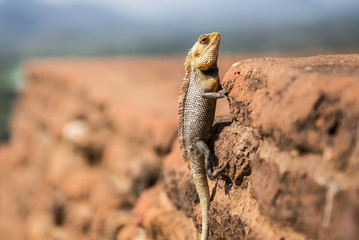 The chameleon