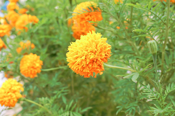 marigold flowers