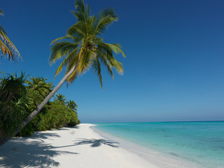 Palm tree leaning over the white sandy beach on the ocean