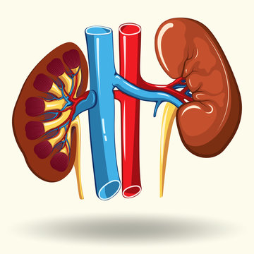 human kidneys cartoon