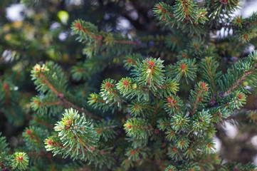 The top branches of a pine close up.