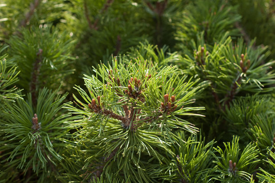 The top branches of a pine close up.