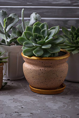 Different type of succulents in pot on the windowsill