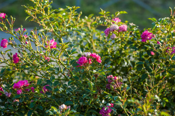 flowers small pink roses on a curb foliage background