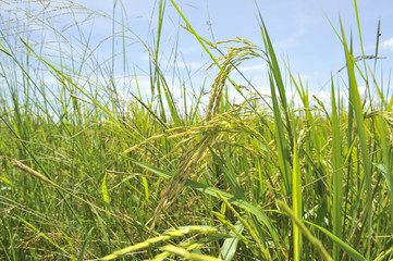 ear of paddy