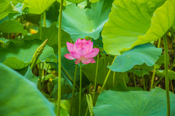 The Lotus Flower.Background is the lotus leaf
