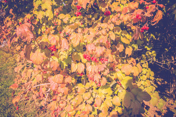 Autumn Wild Berries