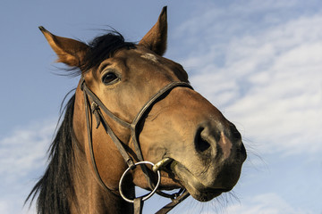 Portrait of a brown horse 