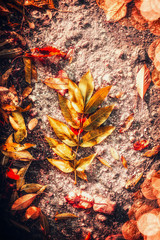 Beautiful Autumn colorful fallen leaves , top view, outdoor