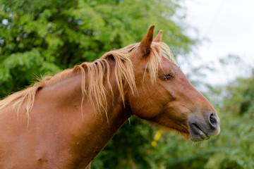 Obraz premium Horse head