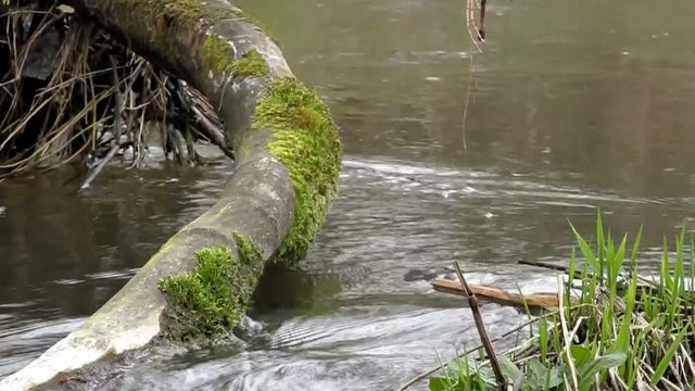 Creek near the severage system.