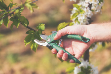 Pruning the branches for better crops.