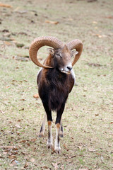 Majestic wild sheep stands posing outdoor in national safari park