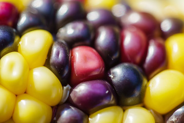 rainbow corn