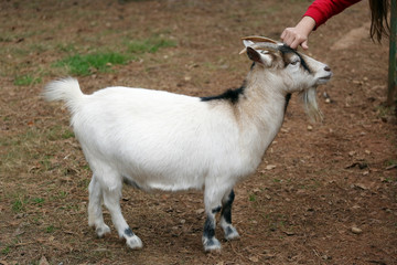 White goat gladly accepts children's hand stroking in national park