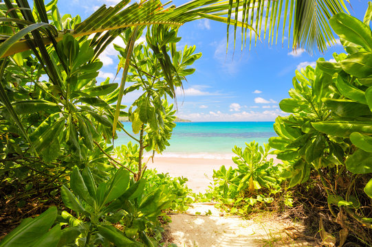 Look at stunning beach in Seychelles through wild green leafs