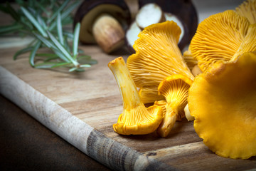 Rosemary with cantharellus. Yellow chanterelle and boletus