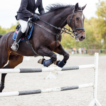Show jumping close up image.