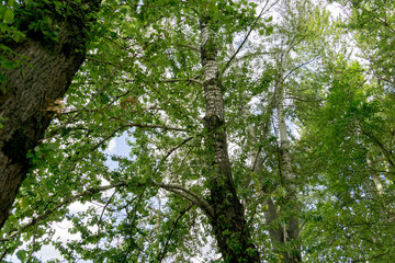 Green Summer Trees