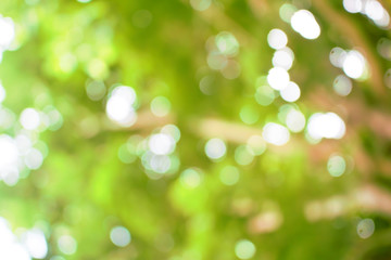 Fototapeta premium green blur background.