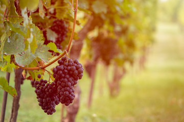 Detail view of vineyard with ripe grapes at sunset. Beautiful grapes ready for harvest. Golden evening light. Shallow depth of field.