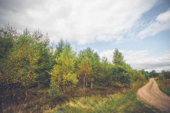 Colorful birch trees by a dirt road