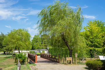 Willow of Sunpu castle