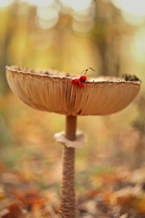 Macrolepiota procera or Lepiota procera