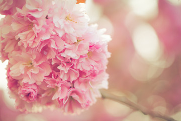 Vibrant pink blossom
