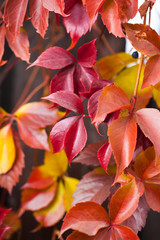 Fall season natural colorful background of macro leaves.