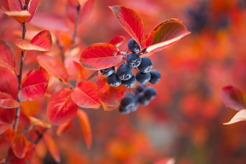 Beautiful berries in autumn
