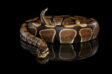Fototapeta premium Ball or Royal python Snake on Isolated black background with reflection
