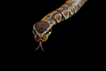 Close-up Ball or Royal python Snake with tongue on Isolated black background