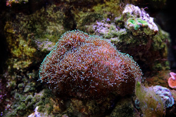 Tooth Coral (Galaxea sp.)