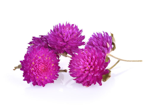 Globe Amaranth Flower