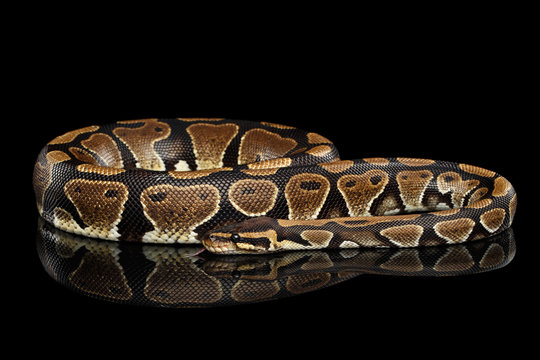 Ball or Royal python Snake on Isolated black background with reflection