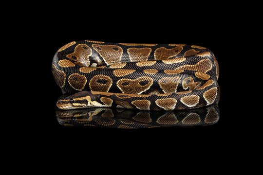 Ball or Royal python Snake on Isolated black background with reflection