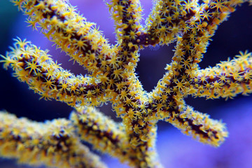 Obraz premium Yellow Polyps Gorgonian colony coral