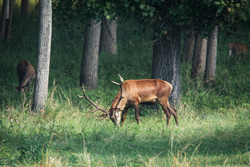 Red deer in runting season